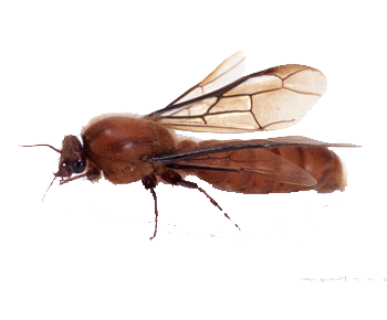 Bomber_ant