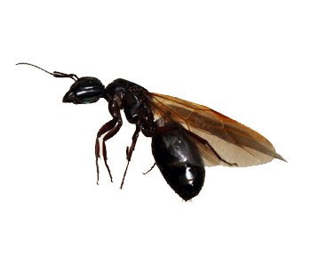 Black_ant