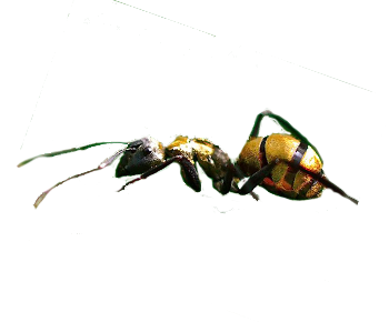 Gold_ant