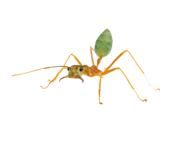 Green_ant