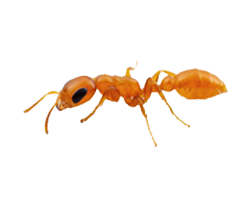 Yellow_ant